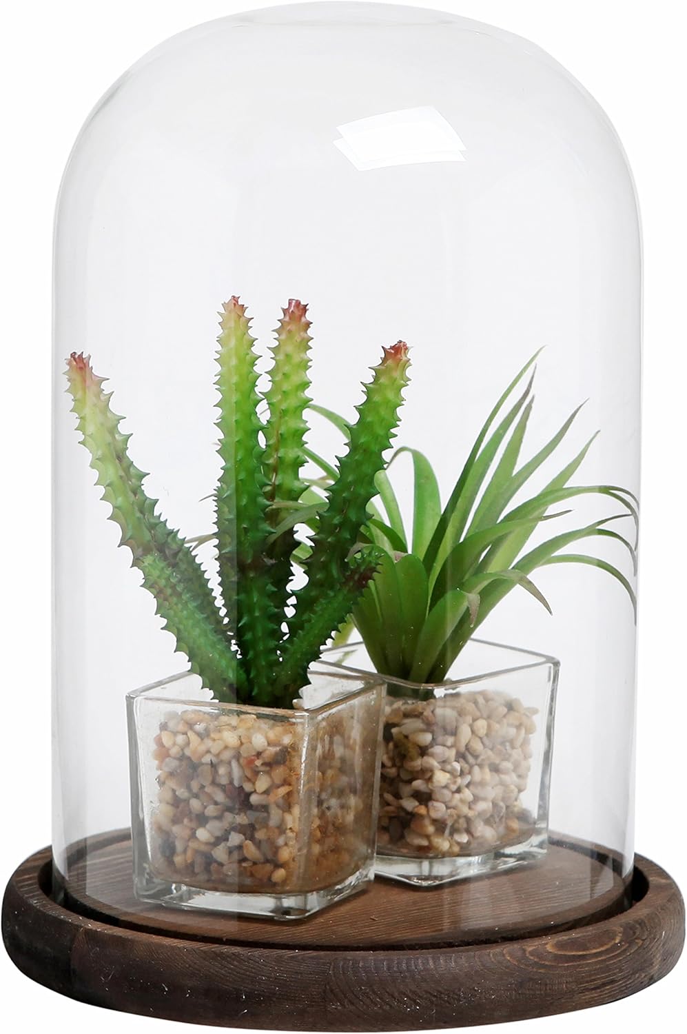 MyGift The Bell Jar Glass Cloche with Rustic Wood Base, 10 Inch Tall Clear Decorative Glass Dome Display for Plants, Curios, Keepsakes, Heirlooms