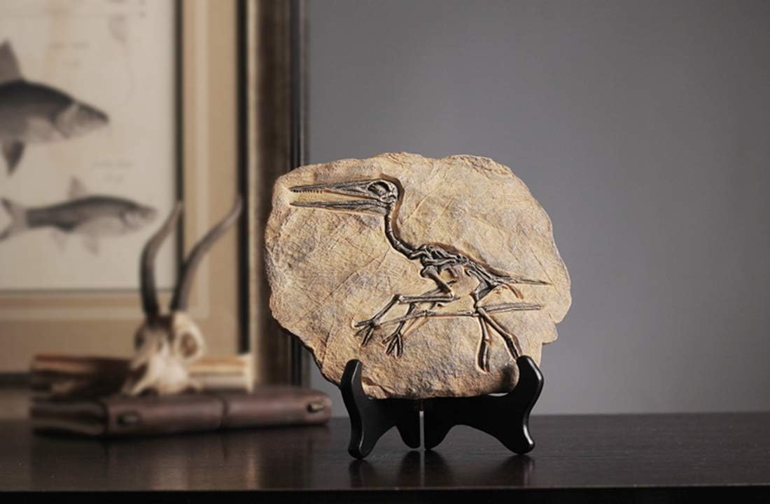 XINDAM Resin Dinosaur Fossil Statue Model Simulated Skeleton Home Office Display Decorative Craft Box Decoration (Style 3)
