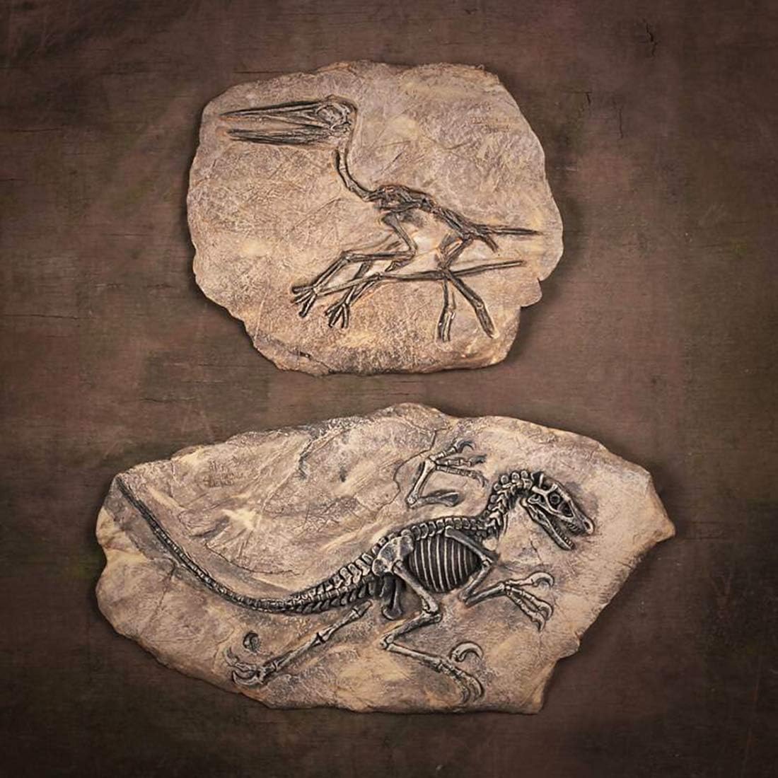 XINDAM Resin Dinosaur Fossil Statue Model Simulated Skeleton Home Office Display Decorative Craft Box Decoration (Style 3)