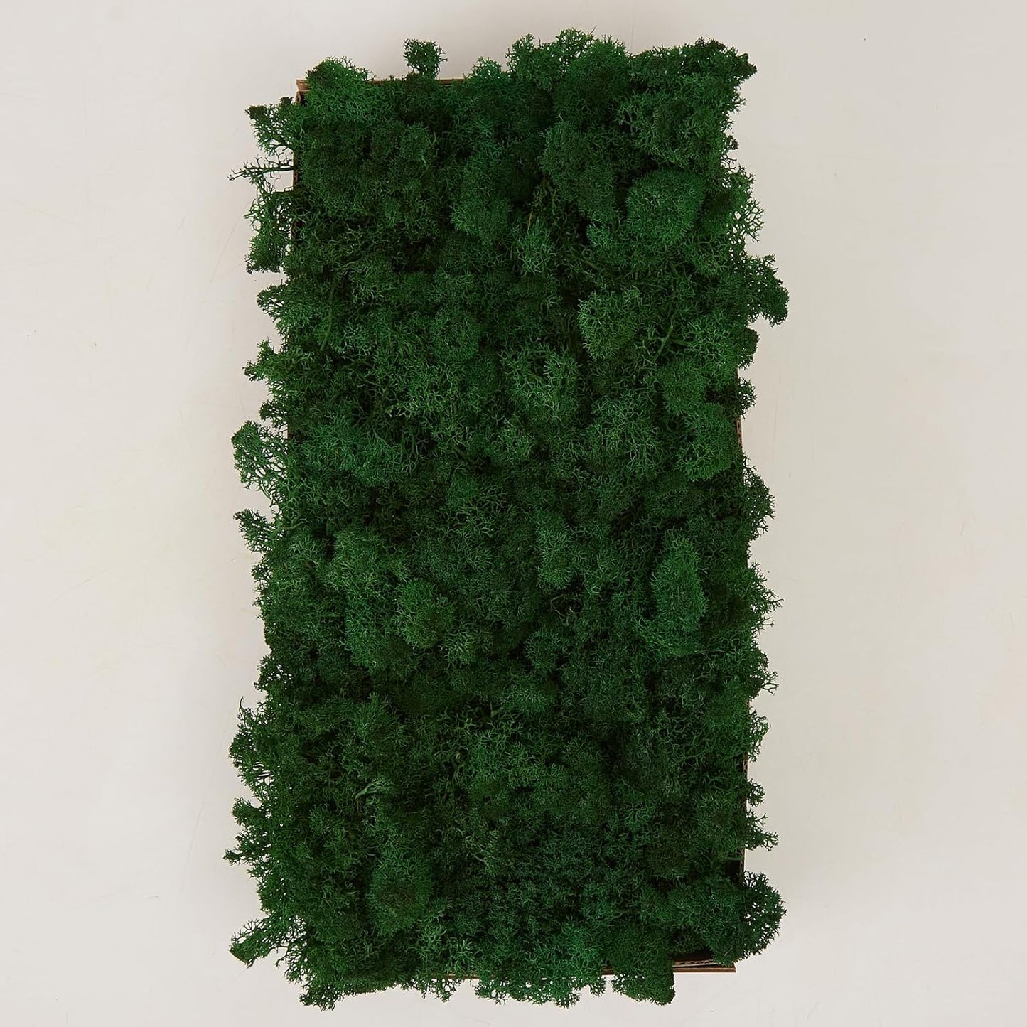 Preserved Reindeer Moss Natural Green DIY Kit Gardenning Art Wall Decor Florist Decor Easter Table Decor Wedding