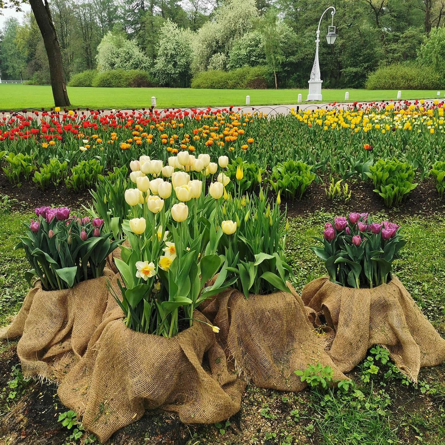 Garden Burlap Roll, 40" X 150 Feet Natural Jute Burlap Fabric Roll for Gardening Raised Bed Liners,Seed Cover,Edging,Weed Barrier,Aisle Runner Plant Cover Tree Protections (40" X 150 Feet)
